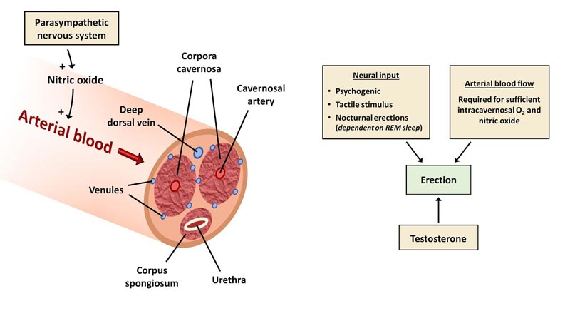 Physiology of an Erection