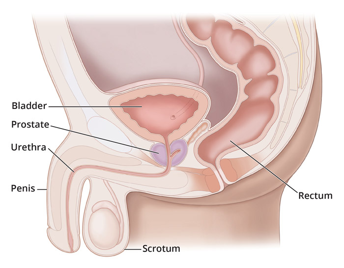 Anatomy of Prostate