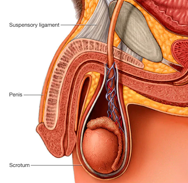 Suspensory Ligament Release
