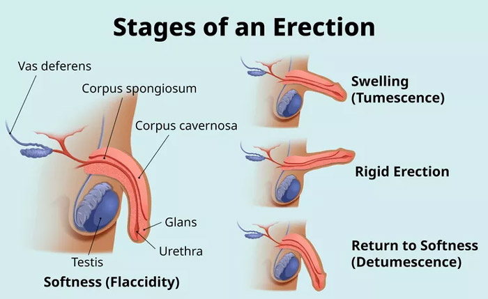 What Is an Erection?